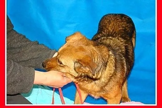 Na podwórko,średnia,sterylizowana suczka RUDA.Adop