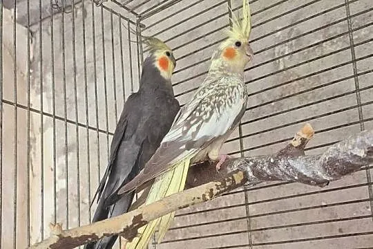 Papugi Faliste oswojone i inne gatunki, Kujawsko-pomorskie, Rypin