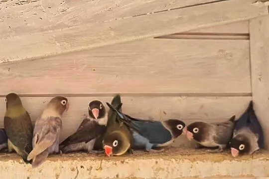 Papugi Faliste oswojone i inne gatunki, Kujawsko-pomorskie, Rypin