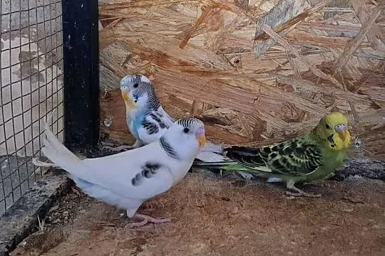 Papugi Faliste oswojone i inne gatunki, Kujawsko-pomorskie, Rypin