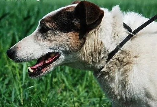 Czesti - mix teriera - jack russell i bull terier