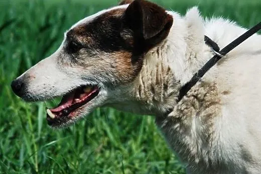 Czesti - mix teriera - jack russell i bull terier 
