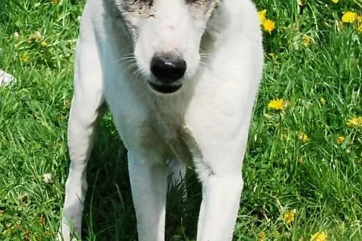 Czesti - mix teriera - jack russell i bull terier 