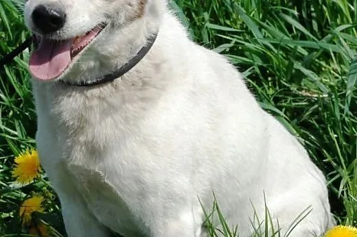 Czesti - mix teriera - jack russell i bull terier 