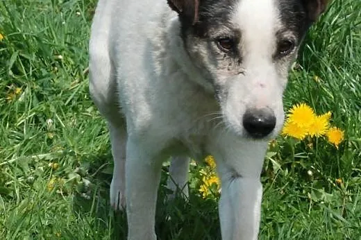 Czesti - mix teriera - jack russell i bull terier 