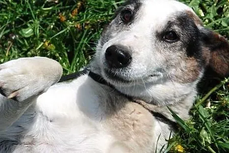 Czesti - mix teriera - jack russell i bull terier 