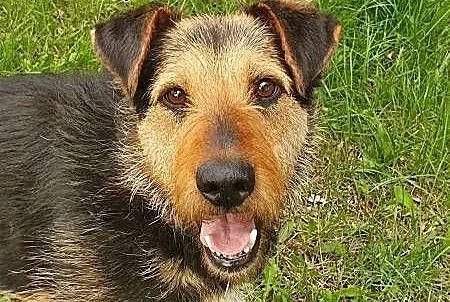 TOBY - piękny, kochany psiak w typie terriera do adopcji, małopolskie Kraków, Małopolskie, Kraków