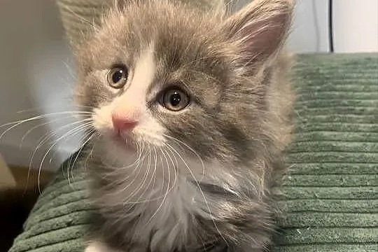 Maine Coon Srebny z białym klasycznie pręgowany, Mazowieckie, Warszawa