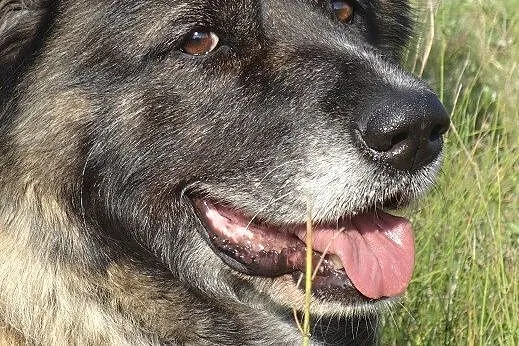 Doda piękna kaukazka