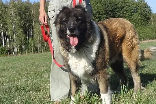 Doda piękna kaukazka