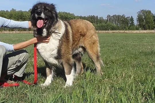 Doda piękna kaukazka