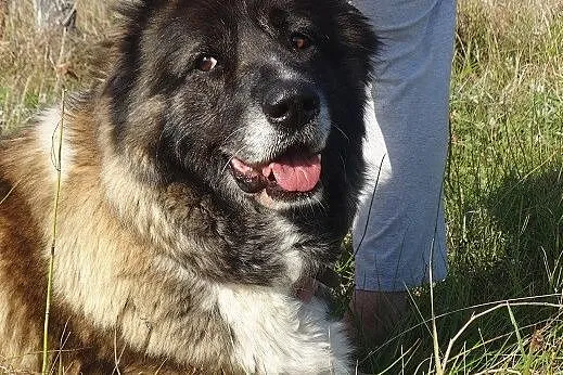 Doda piękna kaukazka