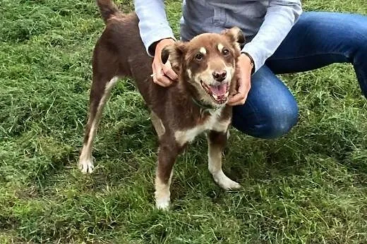 Balto szuka domu,  wielkopolskie Poznań
