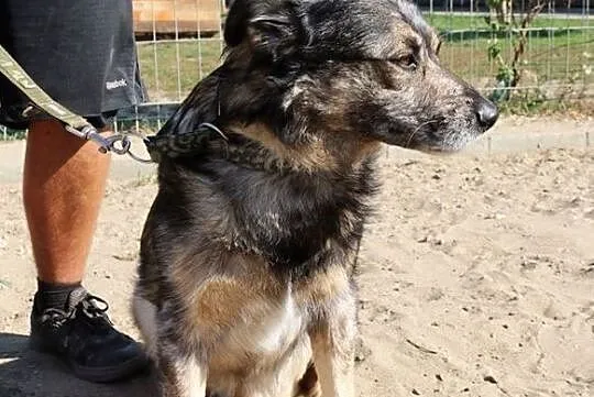 Byron - nieśmiały psiak szuka domu, Mazowieckie, Nowy Dwór Mazowiecki