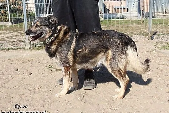 Byron - nieśmiały psiak szuka domu, Mazowieckie, Nowy Dwór Mazowiecki