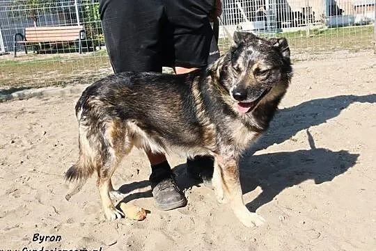 Byron - nieśmiały psiak szuka domu, Mazowieckie, Nowy Dwór Mazowiecki