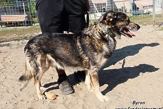Byron - nieśmiały psiak szuka domu, Mazowieckie, Nowy Dwór Mazowiecki