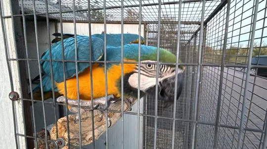 Witam serdecznie mam na sprzedaż Ara Marakana, Kakadu różowe Zwykle, Kakadu różowe Lutino