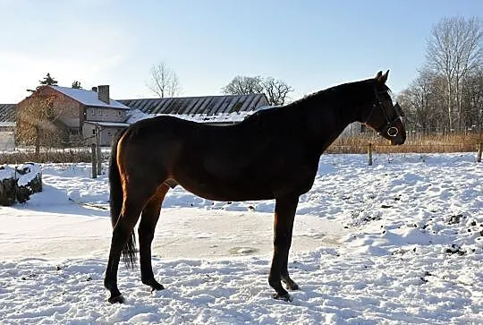 Kupie konia/kuca, Śląskie, Orzesze