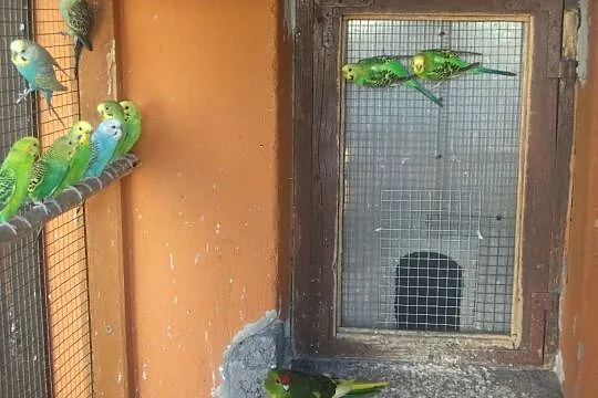 Papugi, Pęckowo