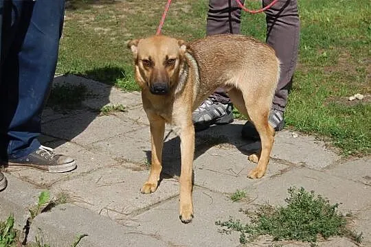 BAZYL młody psiak lubiący ludzi marzy o domku gdzie zazna szczęścia i miłości ,  mazowieckie Warszawa, Mazowieckie, Warszawa