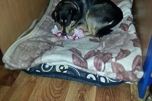 Przepiękna spokojna suczka Lena szuka domu!,  wiel