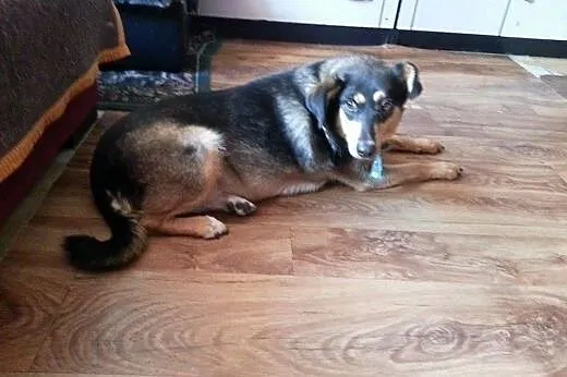 Przepiękna spokojna suczka Lena szuka domu!,  wiel