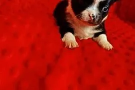 Śliczne szczeniaki  chihuahua