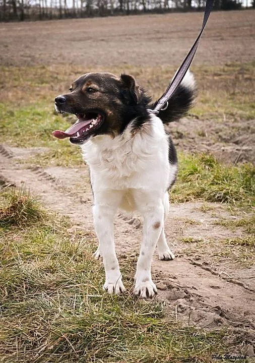 BUBU - kochany, 1,5-roczny, wesoły psiak szuka domu!, łódzkie Łódź, Łódzkie, Łódź