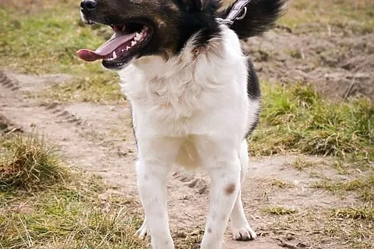 BUBU - kochany, 1,5-roczny, wesoły psiak szuka domu!,  łódzkie Łódź, Łódzkie, Łódź