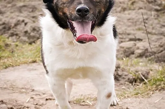 BUBU - kochany, 1,5-roczny, wesoły psiak szuka domu!,  łódzkie Łódź, Łódzkie, Łódź