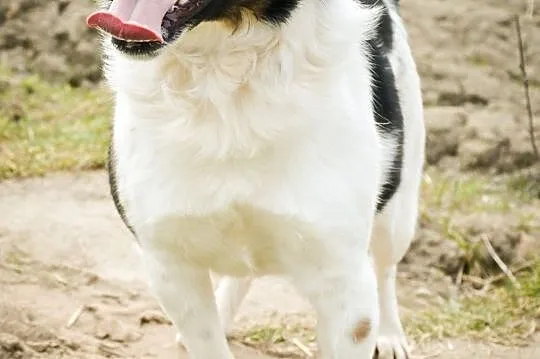 BUBU - kochany, 1,5-roczny, wesoły psiak szuka domu!,  łódzkie Łódź, Łódzkie, Łódź