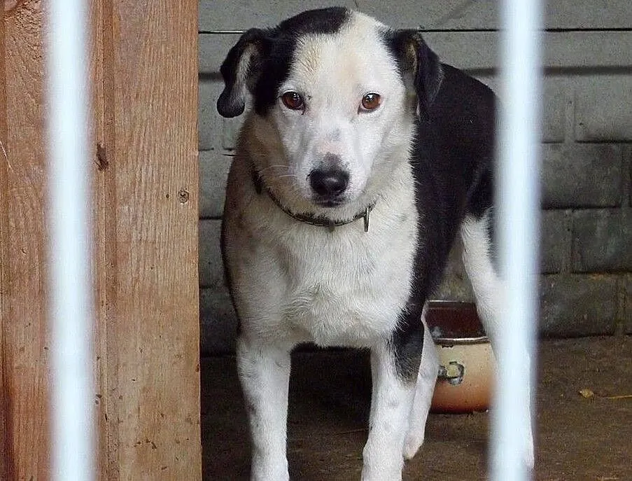 Gryfin nie może dłużej czekać... Piękny, nieduży, wesolutki ale nieśmiały chłopak do ADOPCJI, , Wrocław