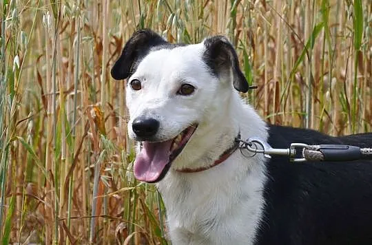 Gryfin nie może dłużej czekać... Piękny, nieduży, wesolutki ale nieśmiały chłopak do ADOPCJI, , Wrocław