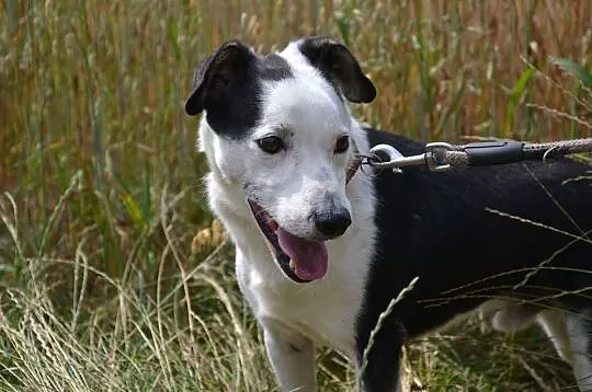 Gryfin nie może dłużej czekać... Piękny, nieduży, wesolutki ale nieśmiały chłopak do ADOPCJI, , Wrocław