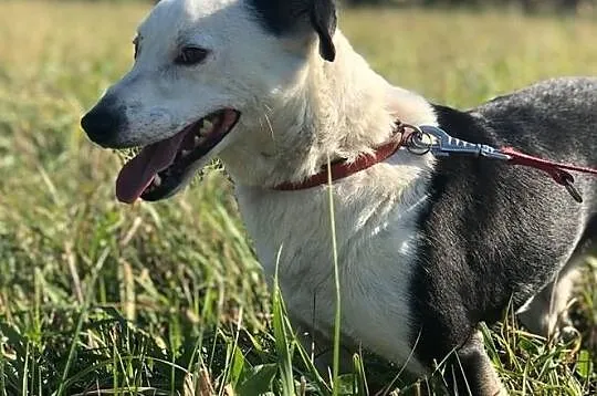 Gryfin nie może dłużej czekać... Piękny, nieduży, wesolutki ale nieśmiały chłopak do ADOPCJI, , Wrocław