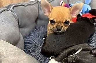 Piesek chihuahua xxs