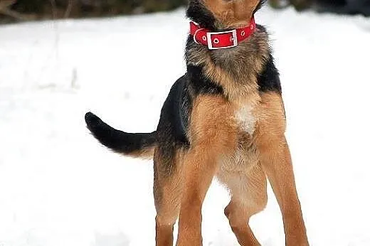 LARGO - poleca się do adopcji,  łódzkie Łódź