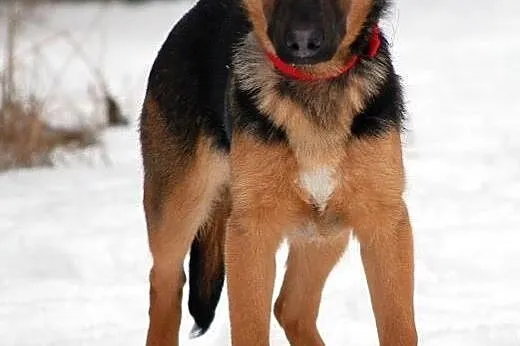 LARGO - poleca się do adopcji,  łódzkie Łódź