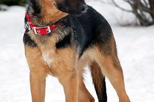 LARGO - poleca się do adopcji,  łódzkie Łódź