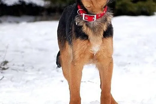 LARGO - poleca się do adopcji,  łódzkie Łódź
