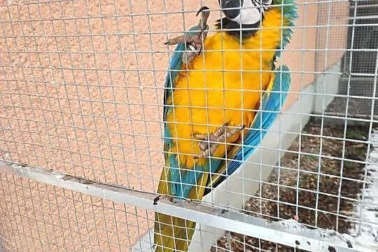 Sprzedam pare Ara Ararauna, Śląskie, Istebna