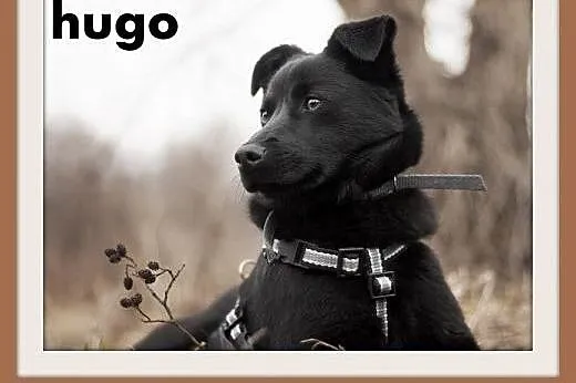 HUGO,średni,łagodny,rodzinny, czarny piesek.ADOPCJ