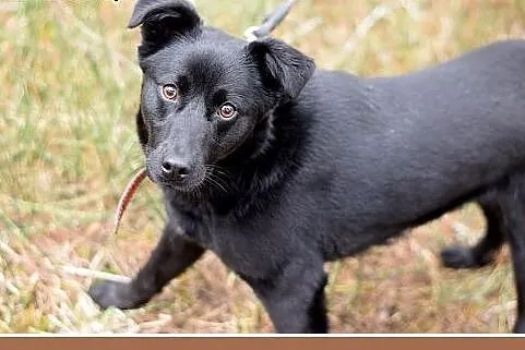 HUGO,średni,łagodny,rodzinny, czarny piesek.ADOPCJ