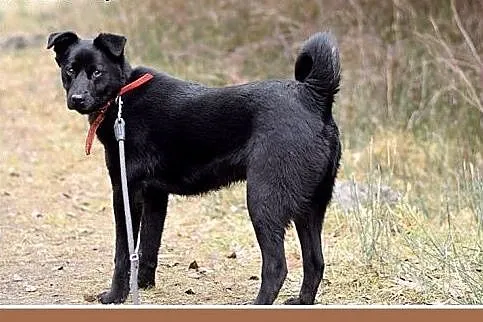 HUGO,średni,łagodny,rodzinny, czarny piesek.ADOPCJ