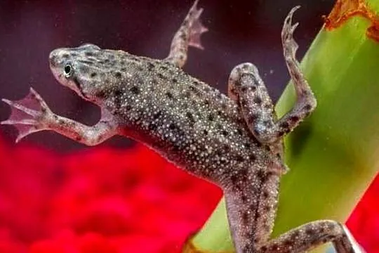 Żaba - Karlik szponiasty - Hymenochirus boettgeri - WYSYŁKA
