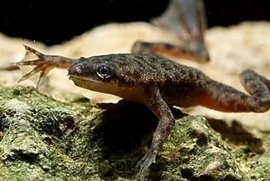 Żaba - Karlik szponiasty - Hymenochirus boettgeri - WYSYŁKA, Pomorskie, Gdańsk