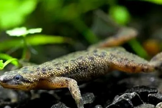 Żaba - Karlik szponiasty - Hymenochirus boettgeri - WYSYŁKA, Pomorskie, Gdańsk
