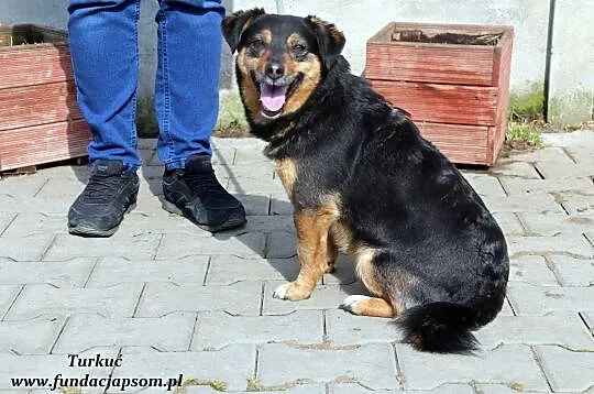 Turkuć - przyjacielski piesek, Mazowieckie, Nowy Dwór Mazowiecki