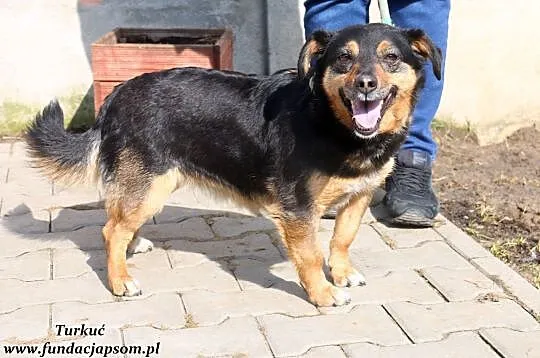 Turkuć - przyjacielski piesek, Mazowieckie, Nowy Dwór Mazowiecki